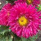 Aster Flower Seed