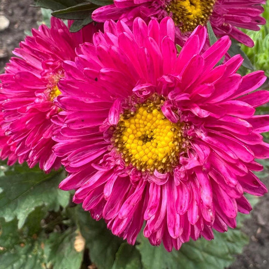 Aster Flower Seed