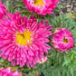 Aster Flower Seed