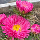Aster Flower Seed