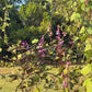 Hyacinth Bean Flowering Vine Seed