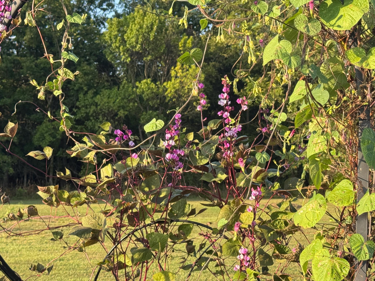 Hyacinth Bean Flowering Vine Seed