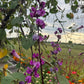 Hyacinth Bean Flowering Vine Seed