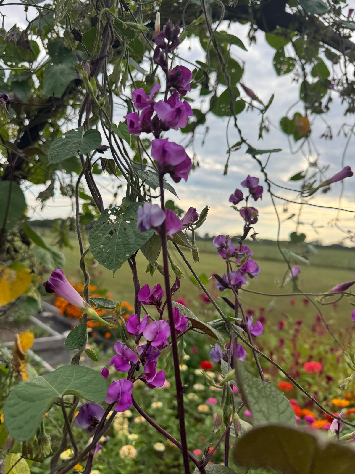 Hyacinth Bean Flowering Vine Seed