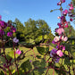 Hyacinth Bean Flowering Vine Seed