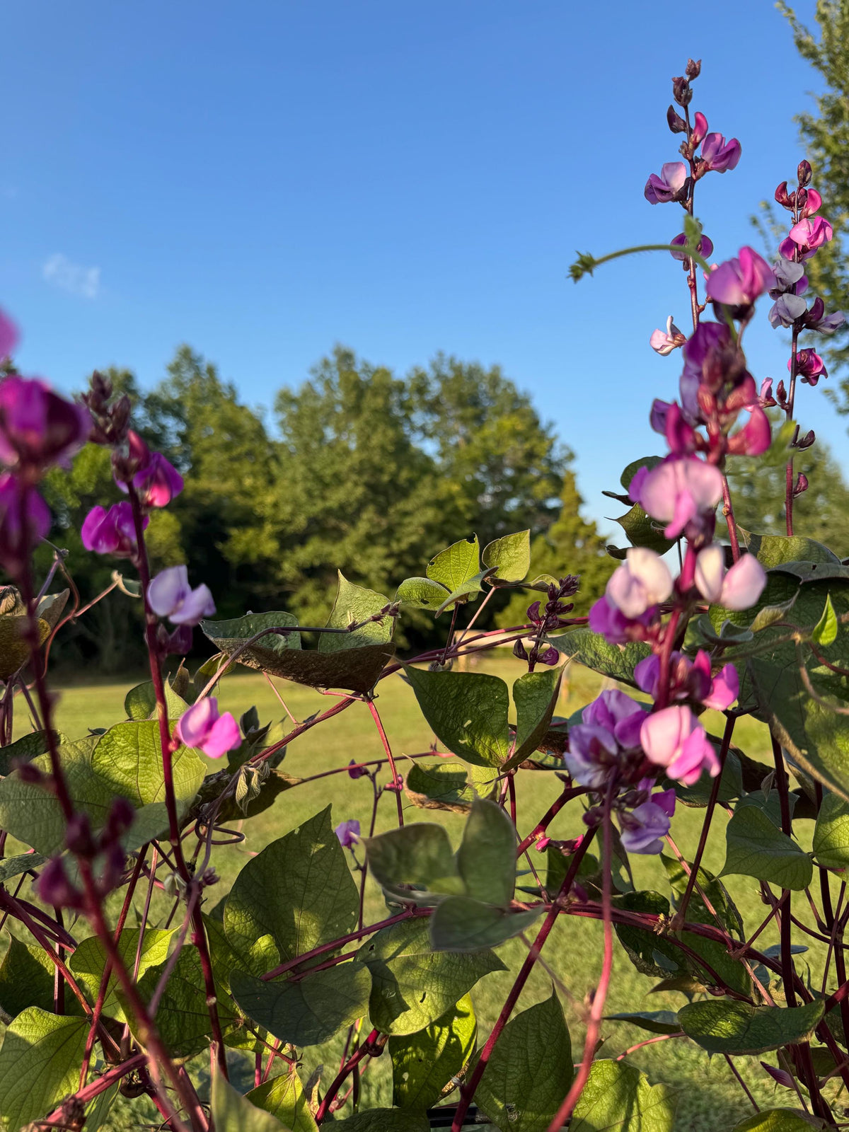 Hyacinth Bean Flowering Vine Seed