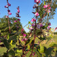 Hyacinth Bean Flowering Vine Seed