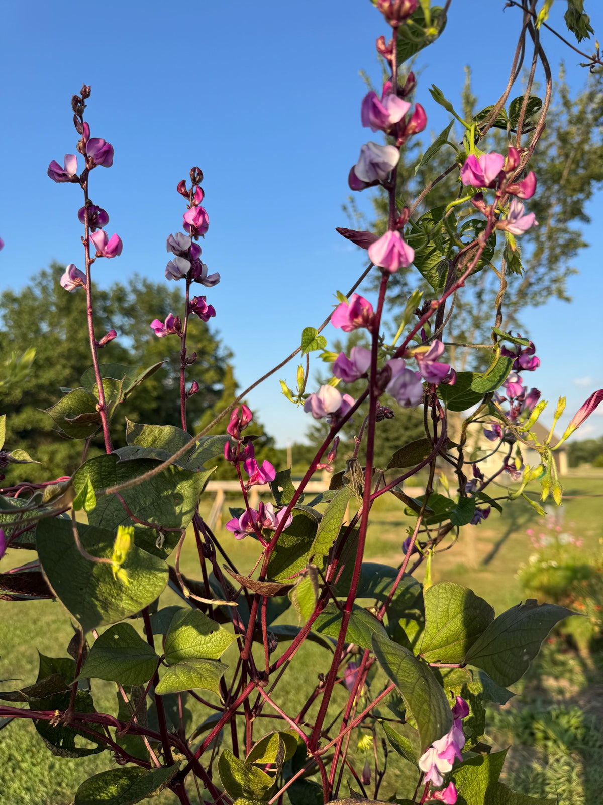 Hyacinth Bean Flowering Vine Seed