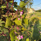 Hyacinth Bean Flowering Vine Seed