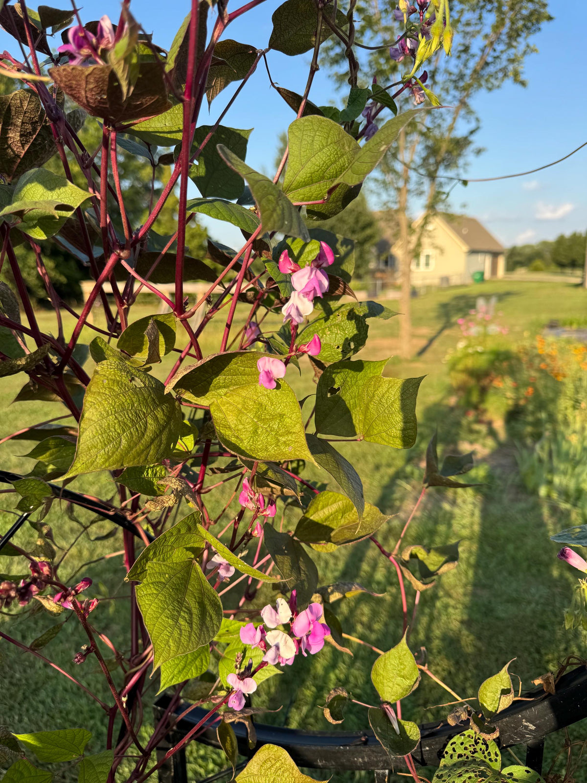 Hyacinth Bean Flowering Vine Seed