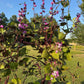 Hyacinth Bean Flowering Vine Seed