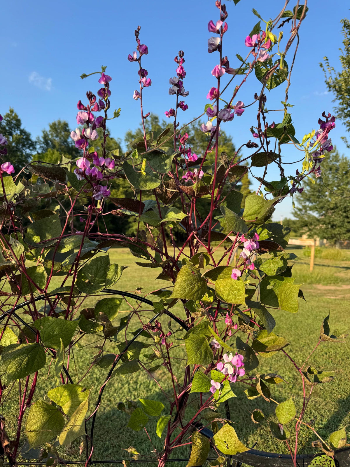 Hyacinth Bean Flowering Vine Seed