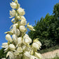 Yucca, Adam’s Needle Seed