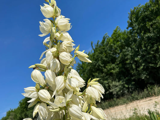 Yucca, Adam’s Needle Seed