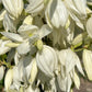 Yucca, Adam’s Needle Seed