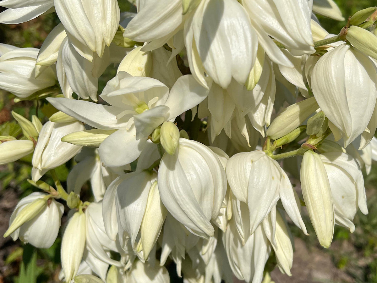 Yucca, Adam’s Needle Seed