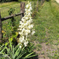 Yucca, Adam’s Needle Seed