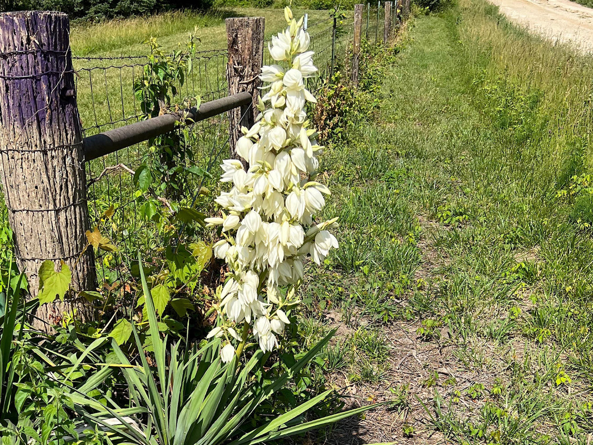 Yucca, Adam’s Needle Seed
