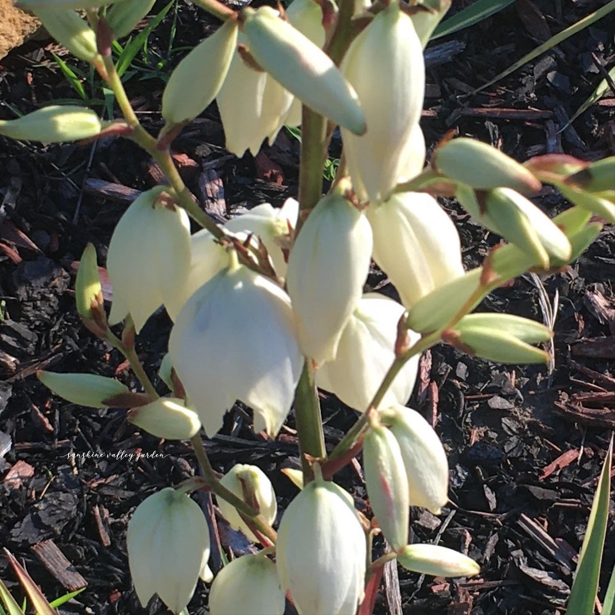 Yucca, Adam’s Needle Seed