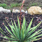 Yucca, Adam’s Needle Seed