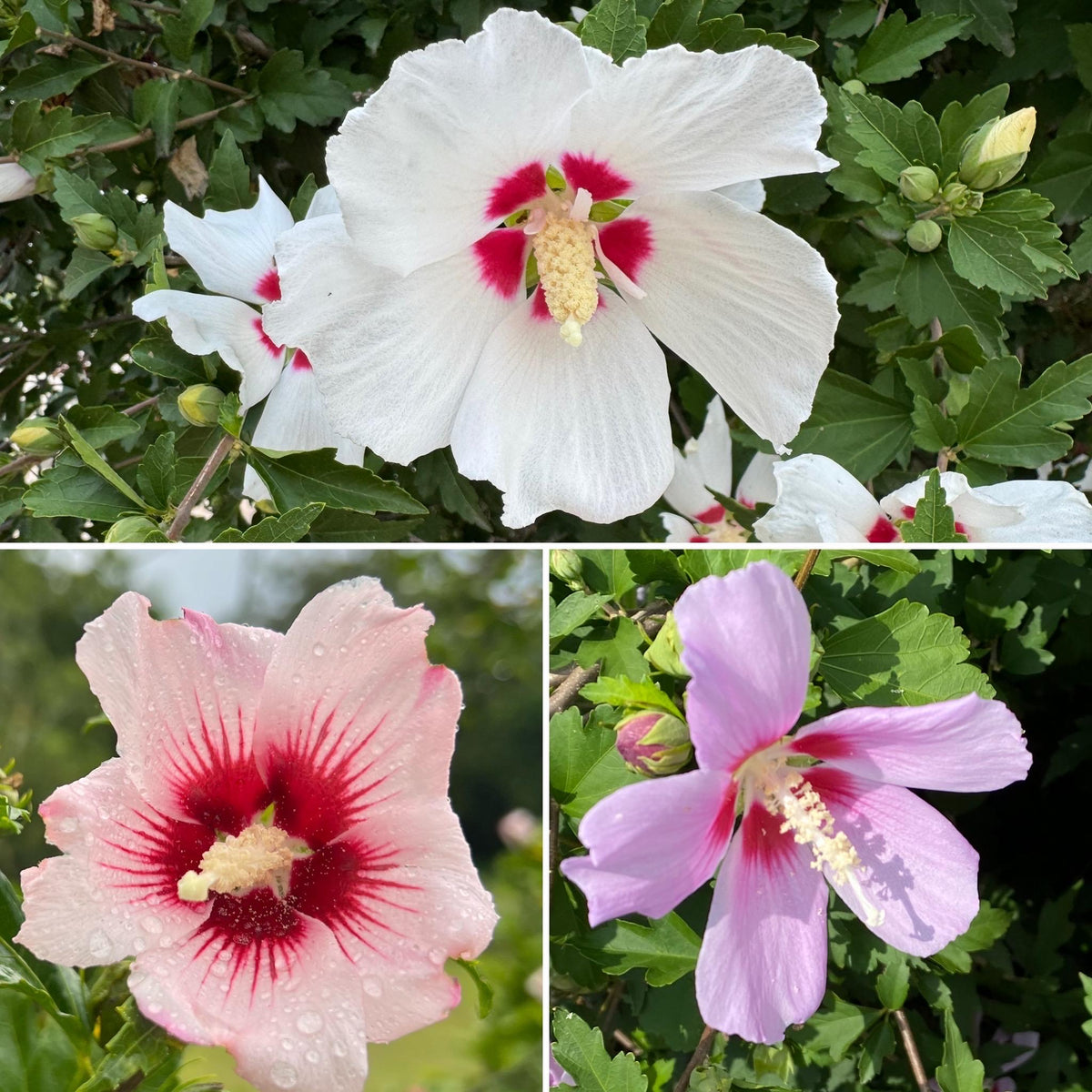 Rose of Sharon Seed,  Hibiscus Shrub  Mix color Seed