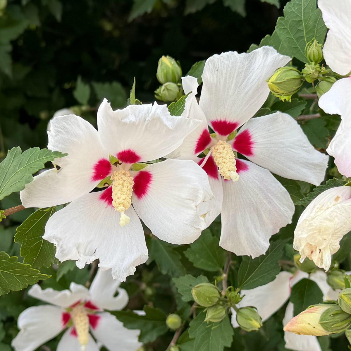 Rose of Sharon Seed,  Hibiscus Shrub  Mix color Seed