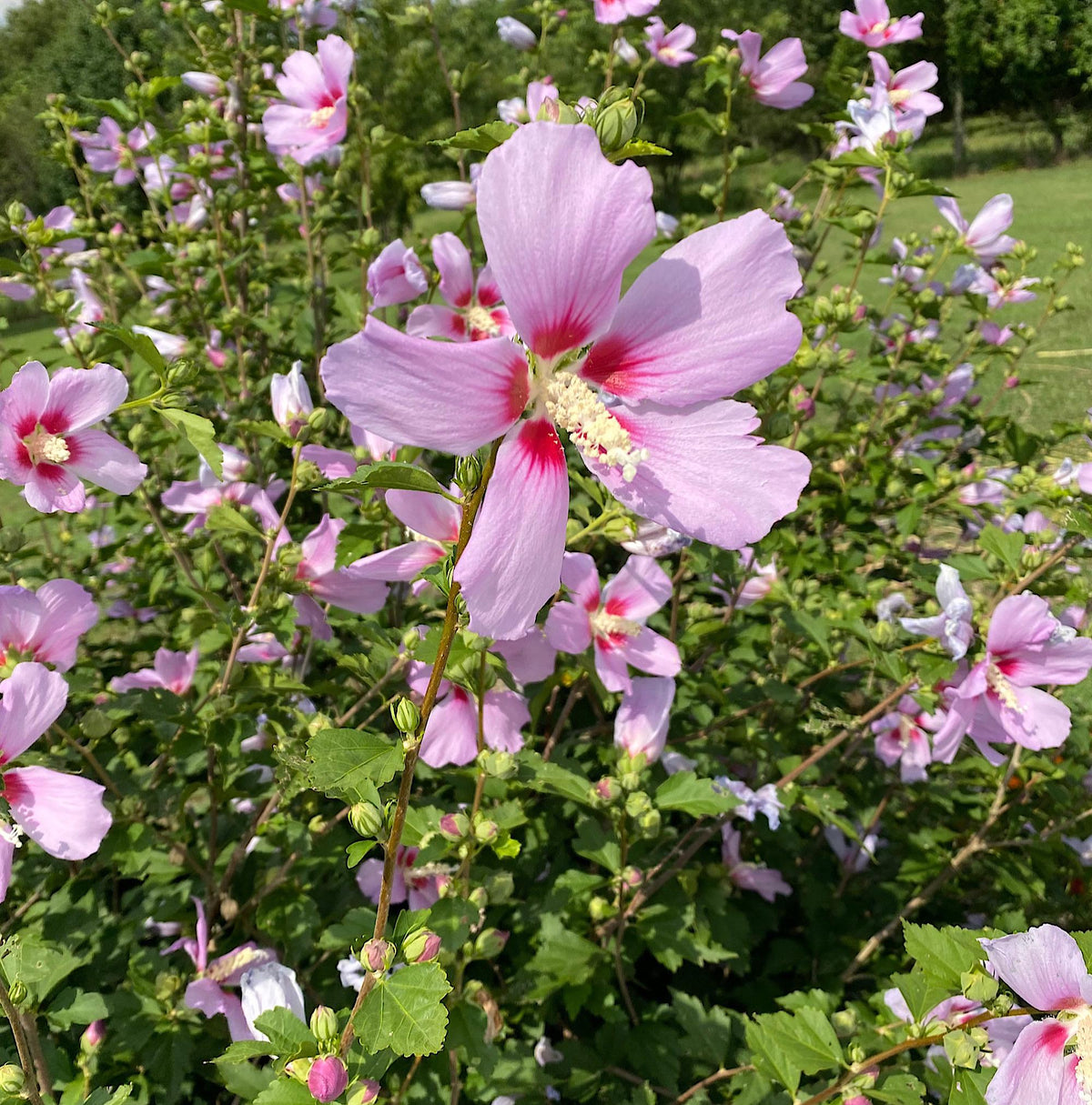 Rose of Sharon Seed,  Hibiscus Shrub  Mix color Seed