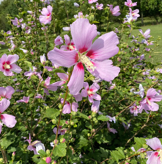 Rose of Sharon Seed,  Hibiscus Shrub  Mix color Seed