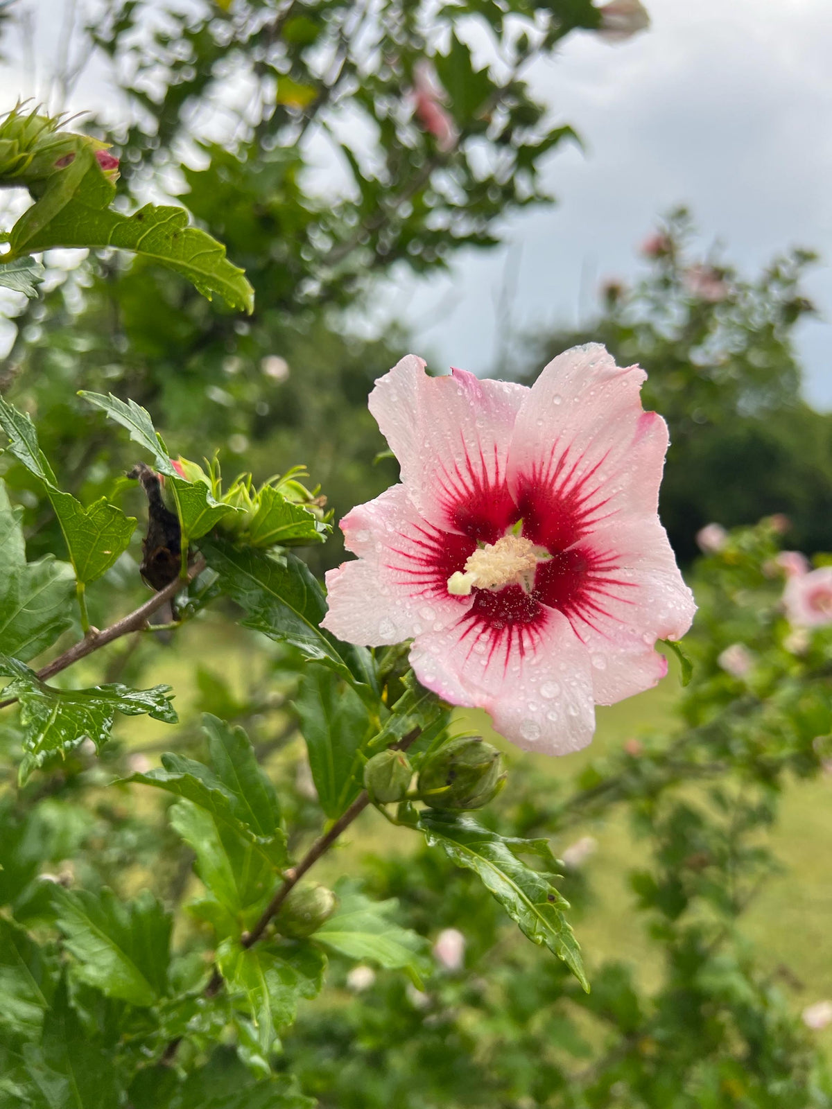 Rose of Sharon Seed,  Hibiscus Shrub  Mix color Seed