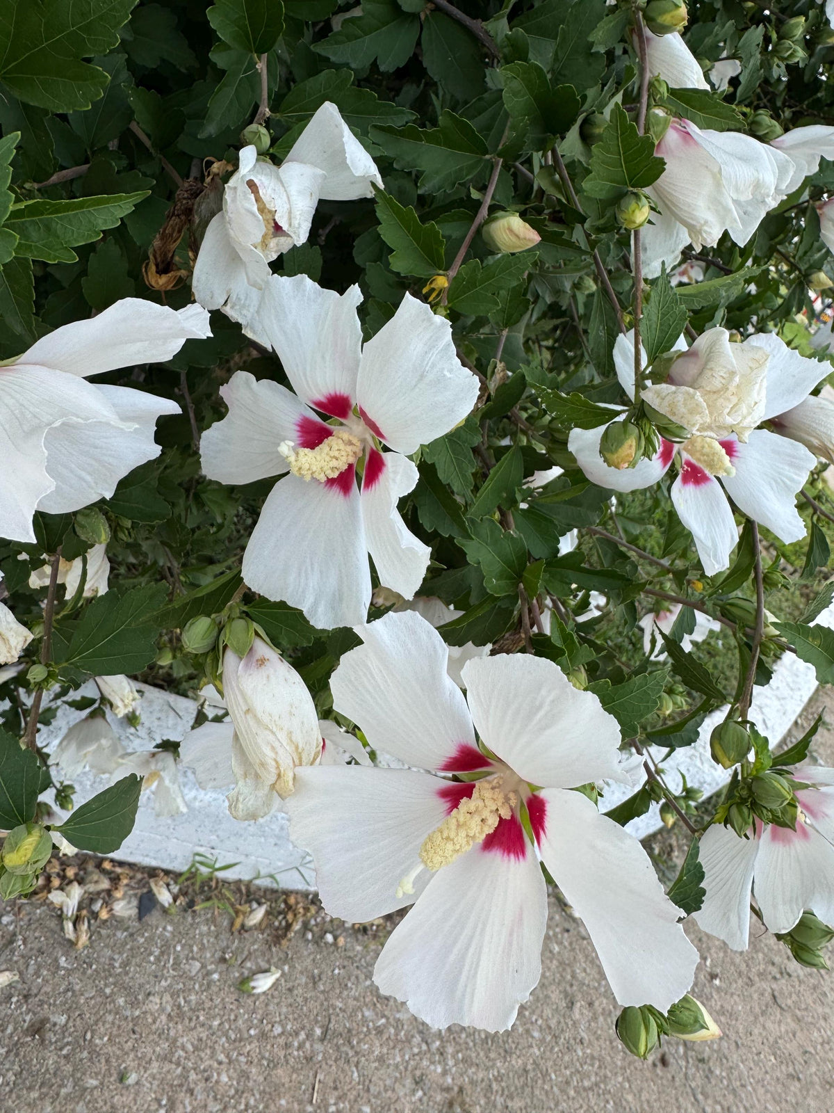 Rose of Sharon Seed,  Hibiscus Shrub  Mix color Seed