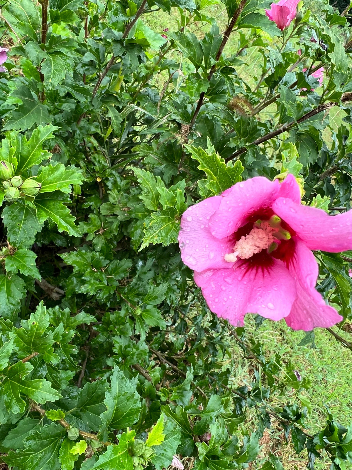 Rose of Sharon Seed,  Hibiscus Shrub  Mix color Seed