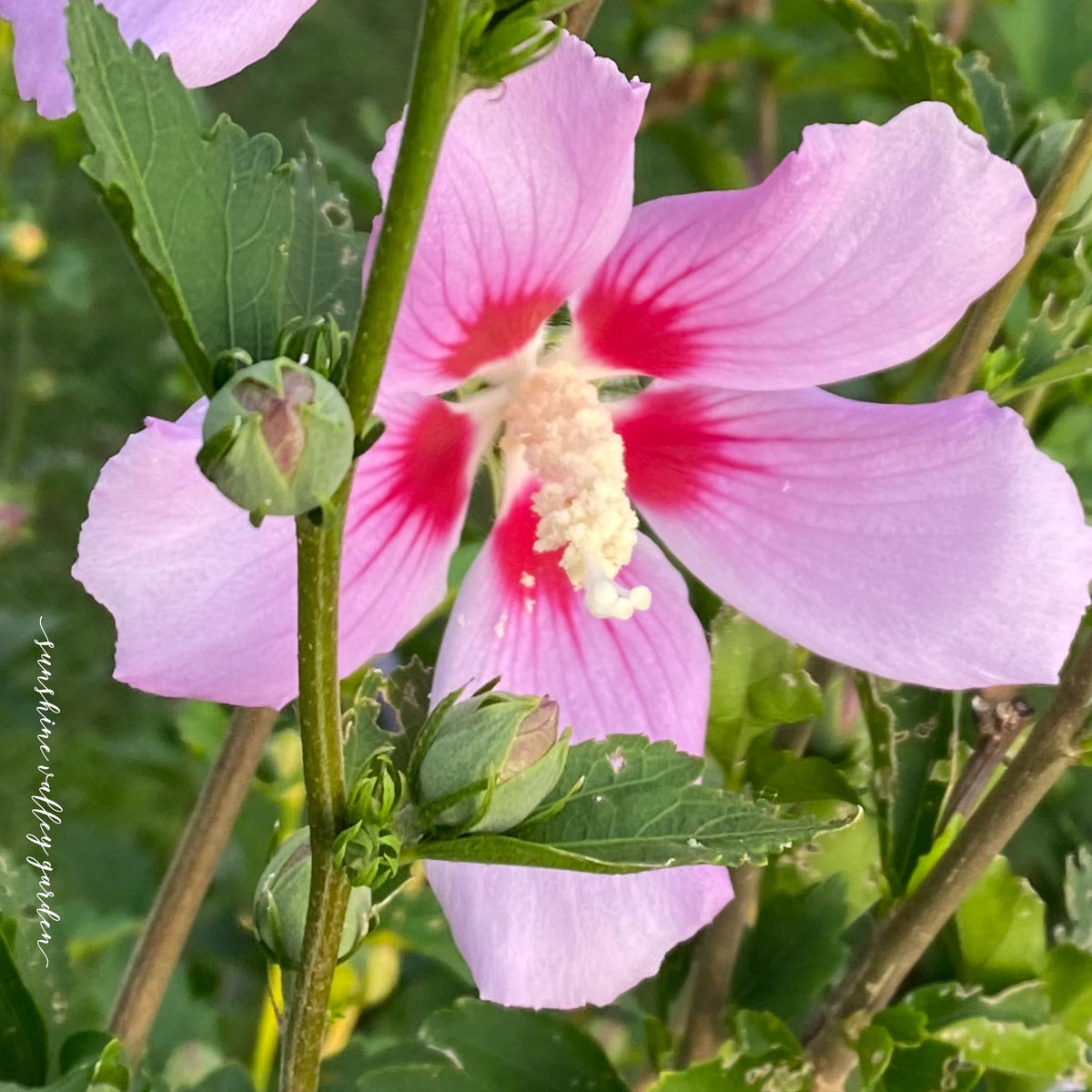 Rose of Sharon Seed,  Hibiscus Shrub  Mix color Seed
