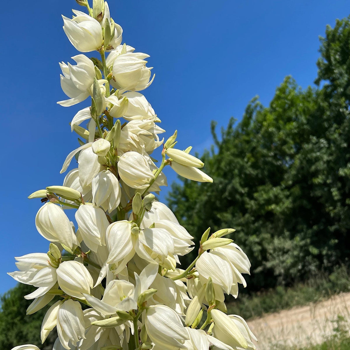Yucca, Adam’s Needle Seed