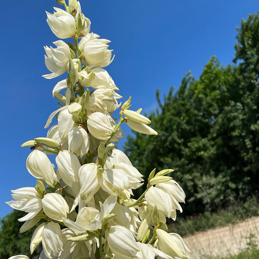 Yucca, Adam’s Needle Seed