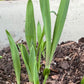 Yucca, Adam’s Needle Seed