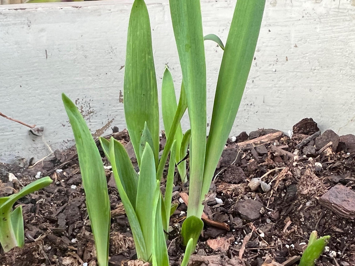 Yucca, Adam’s Needle Seed