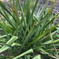 Yucca, Adam’s Needle Seed