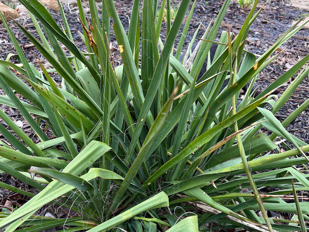 Yucca, Adam’s Needle Seed