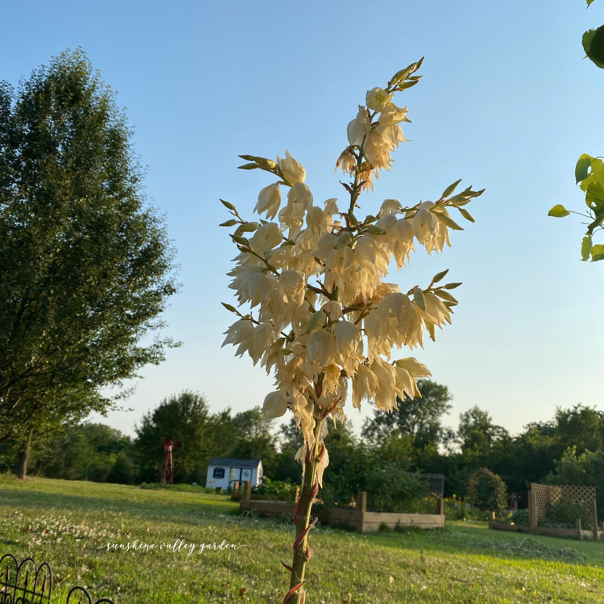 Yucca, Adam’s Needle Seed