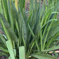 Yucca, Adam’s Needle Seed
