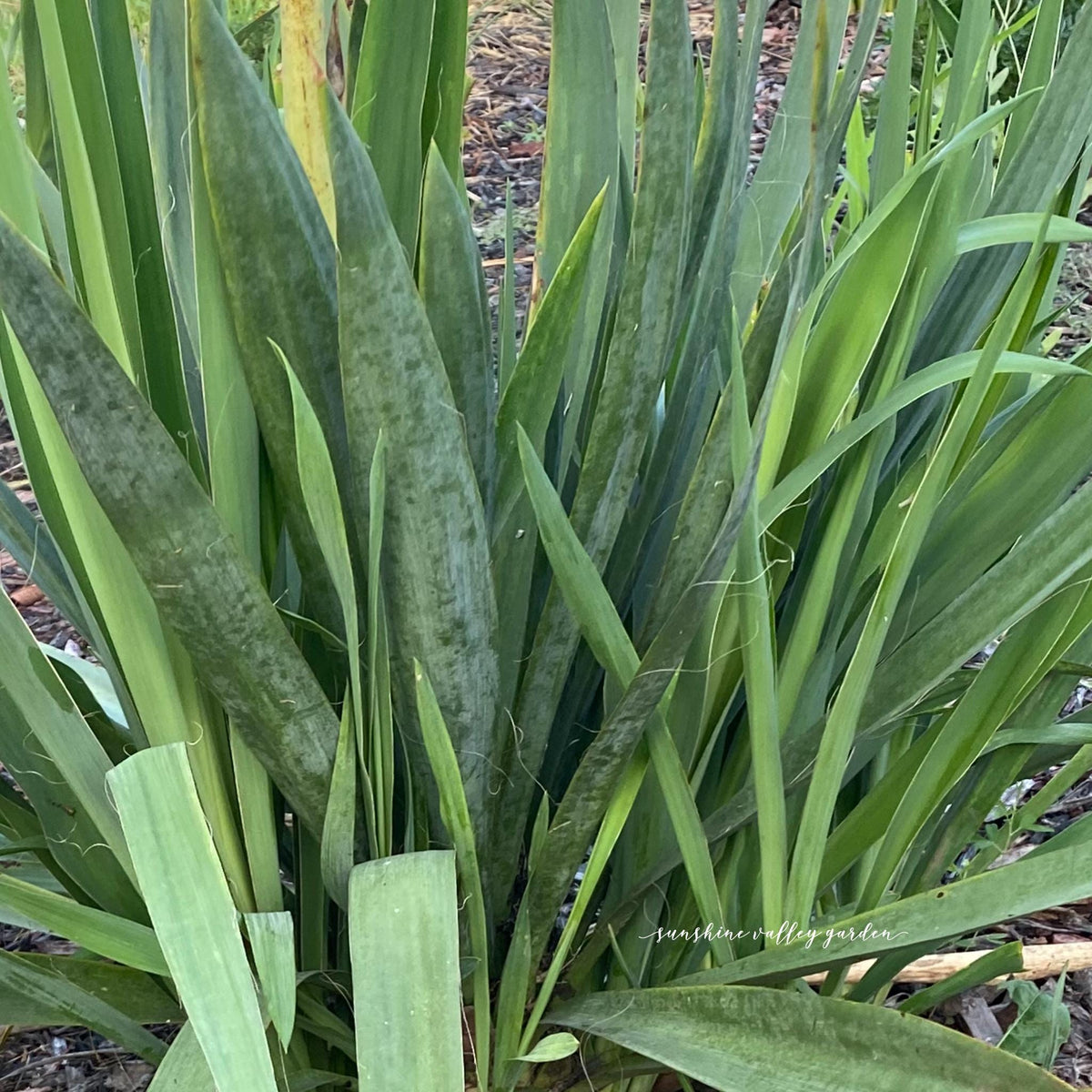 Yucca, Adam’s Needle Seed