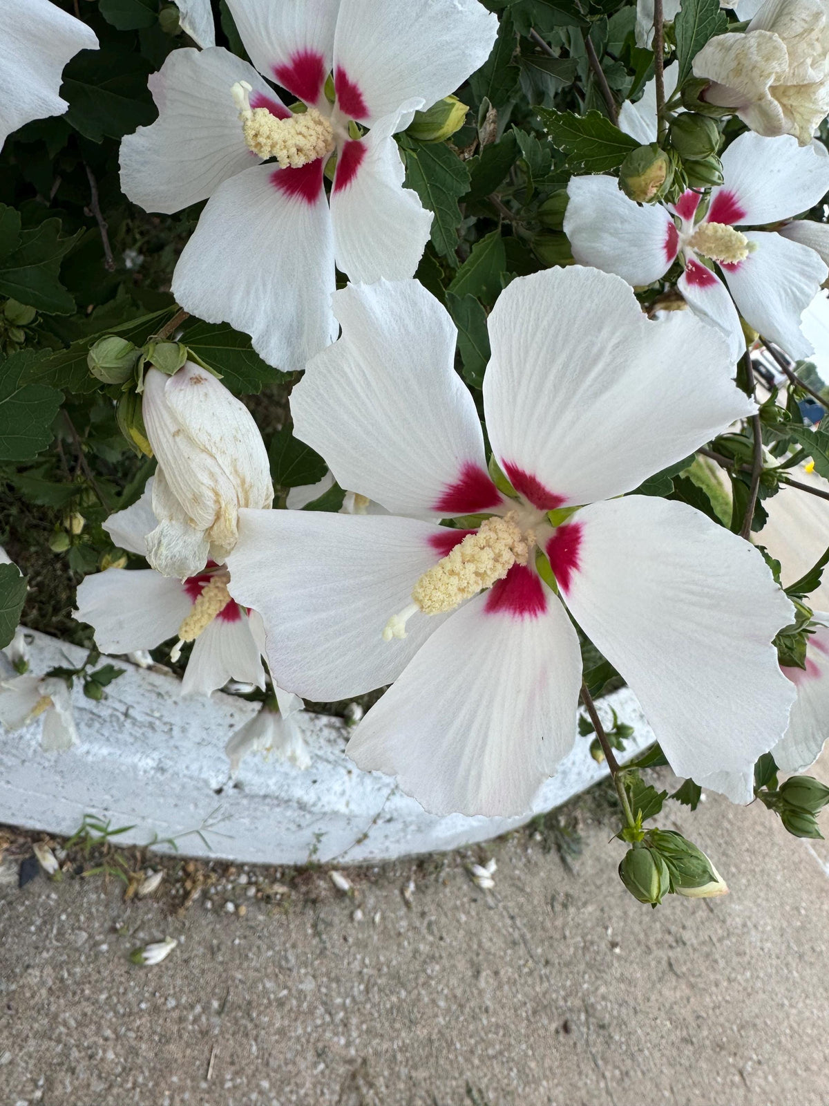 Rose of Sharon Seed,  Hibiscus Shrub  Mix color Seed