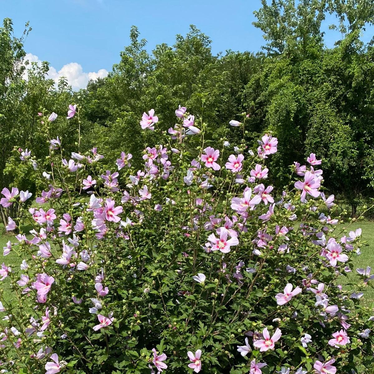Rose of Sharon Seed,  Hibiscus Shrub  Mix color Seed