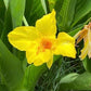 Yellow Canna Lily Seed 5 Pack