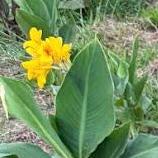 Yellow Canna Lily Seed 5 Pack