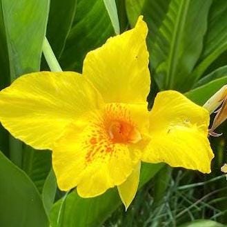 Yellow Canna Lily Seed 5 Pack