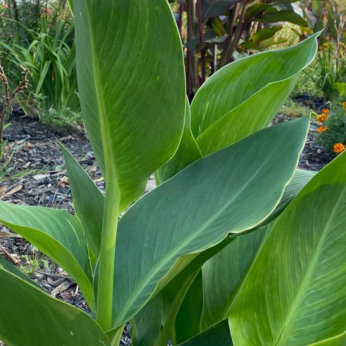 Yellow Canna Lily Seed 5 Pack