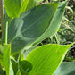 Yellow Canna Lily Seed 5 Pack