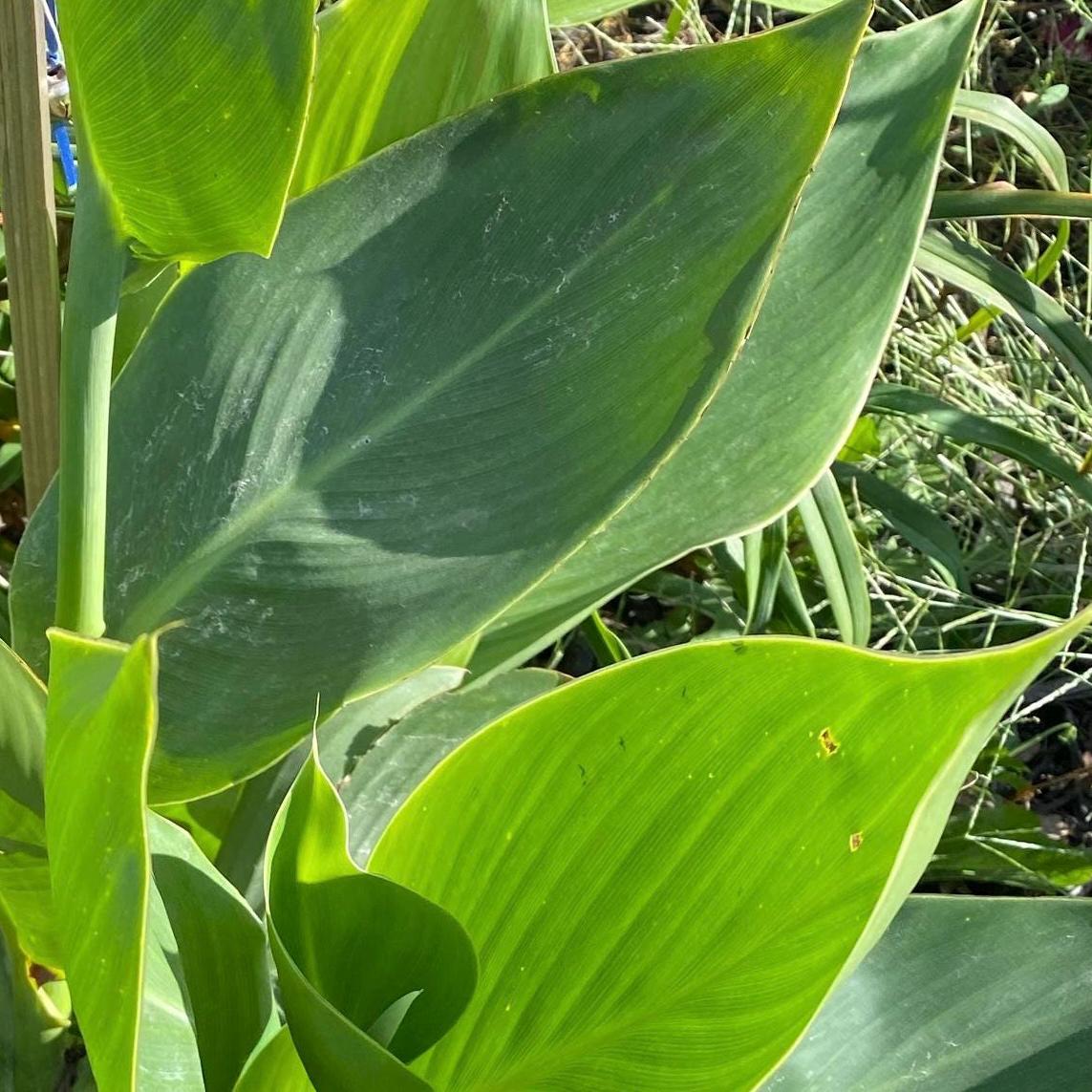 Yellow Canna Lily Seed 5 Pack