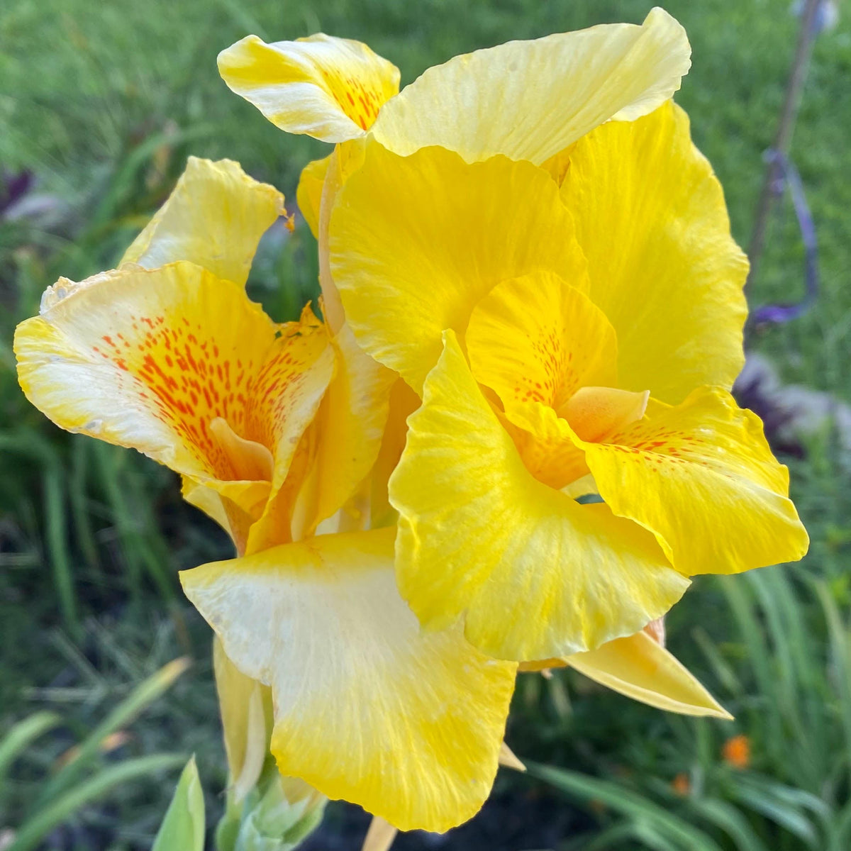 Yellow Canna Lily Seed 5 Pack